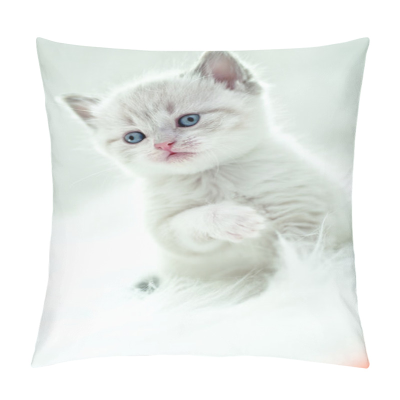 Personality  Persian Kitty Pillow Covers