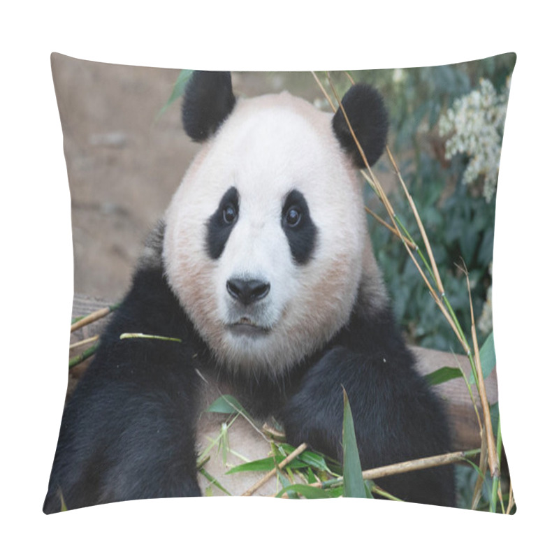 Personality  Sweet Female Panda, Fu Bao, Eating Bamboo, Everland, South Korea Pillow Covers