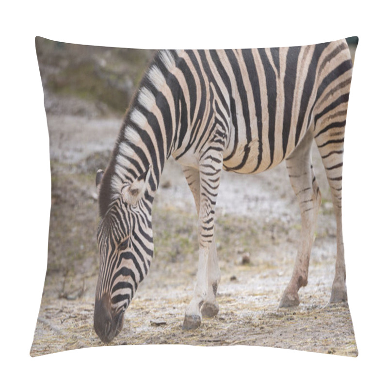 Personality  The Plains Zebra (Equus Quagga, Formerly Equus Burchelli), Also Known As The Common Zebra Or Burchell's Zebra, Is The Most Common And Geographically Widespread Species Of Zebra. Pillow Covers