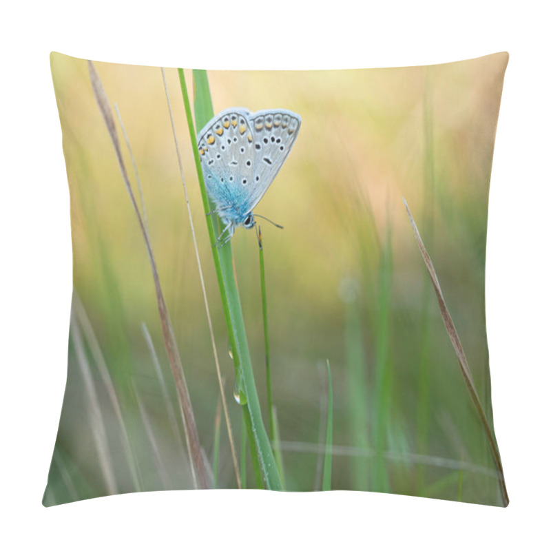 Personality  Common Blue Butterfly (Polyommatus Icarus) Male Resting In Grass Pillow Covers