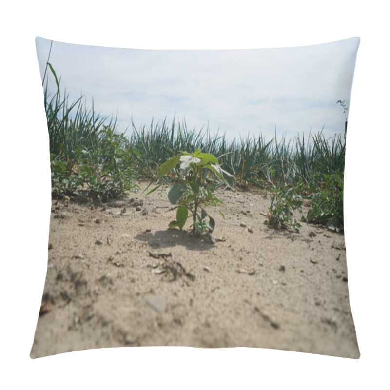 Personality  The Extreme Heat In Germany Leads To Enormous Losses In The Harvest Of Corn And Corn In Agriculture Pillow Covers