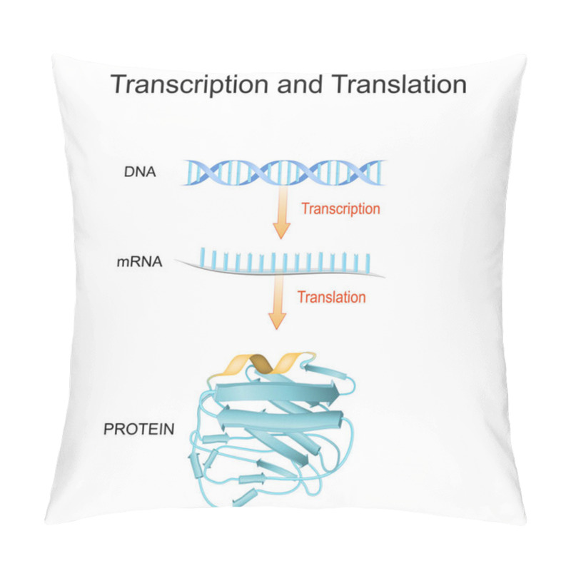 Personality  DNA, RNA, MRNA And Protein Synthesis. Difference Between Transcription And Translation. Biological Functions Of DNA. Genes And Genomes. Genetic Code.  Pillow Covers