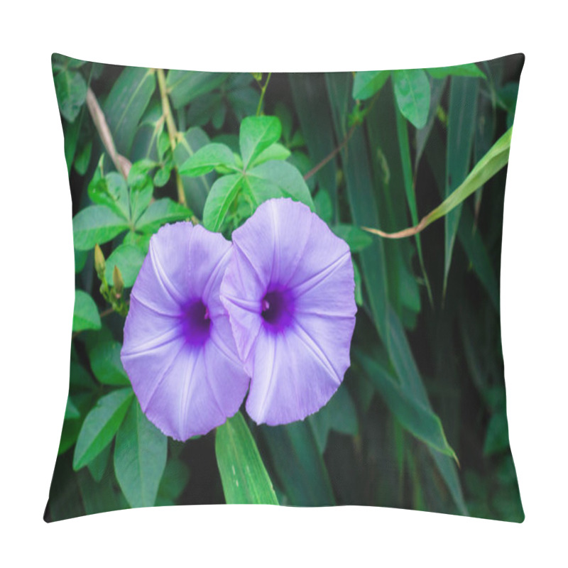 Personality  Ipomoea Cairica Is A Vining, Herbaceous, Perennial Plant With Palmate Leaves And Large, Showy White To Lavender Flowers. A Species Of Morning Glory, It Has Many Common Names As Mile A Minute Vine Pillow Covers