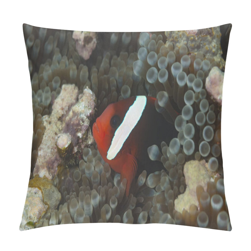 Personality  Red&Black Anemonefish Amphiprion Melanopus Pillow Covers