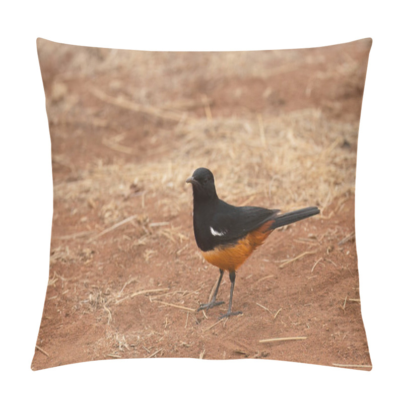 Personality  Mocking Cliff Chat ( Thamnolaea Cinnamomeiventris ) Pilanesberg Nature Reserve, South Africa  Pillow Covers