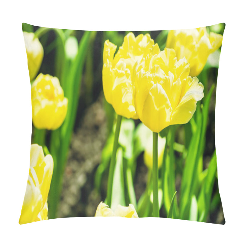 Personality  Yellow And Orange Tulips Blooming Brightly In A Lush Garden Surrounded By Green Leaves, Showcasing The Vibrant Beauty Of Spring. Pillow Covers