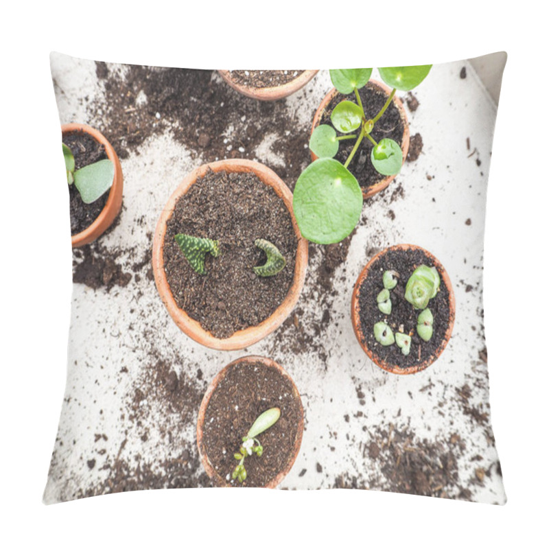 Personality  Propagating Multiple Succulents From Cuttings In Small Terracotta Pots On A Wooden Table Pillow Covers