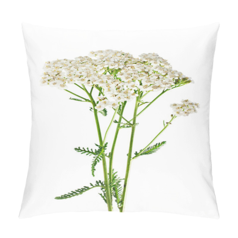 Personality  Yarrow Plant Closeup Isolated On White Background. Medicinal Pla Pillow Covers