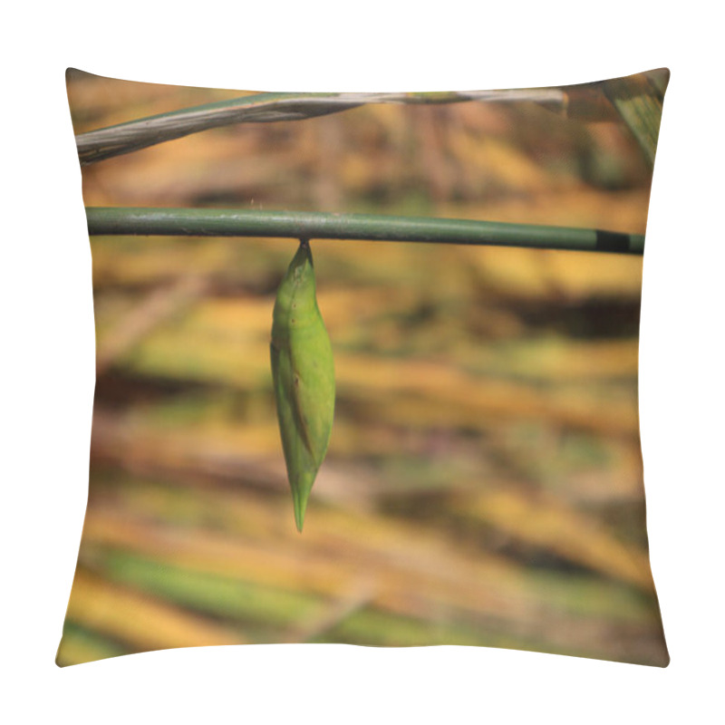 Personality  A Green Cocoon On Branch With A Blurred Background Pillow Covers