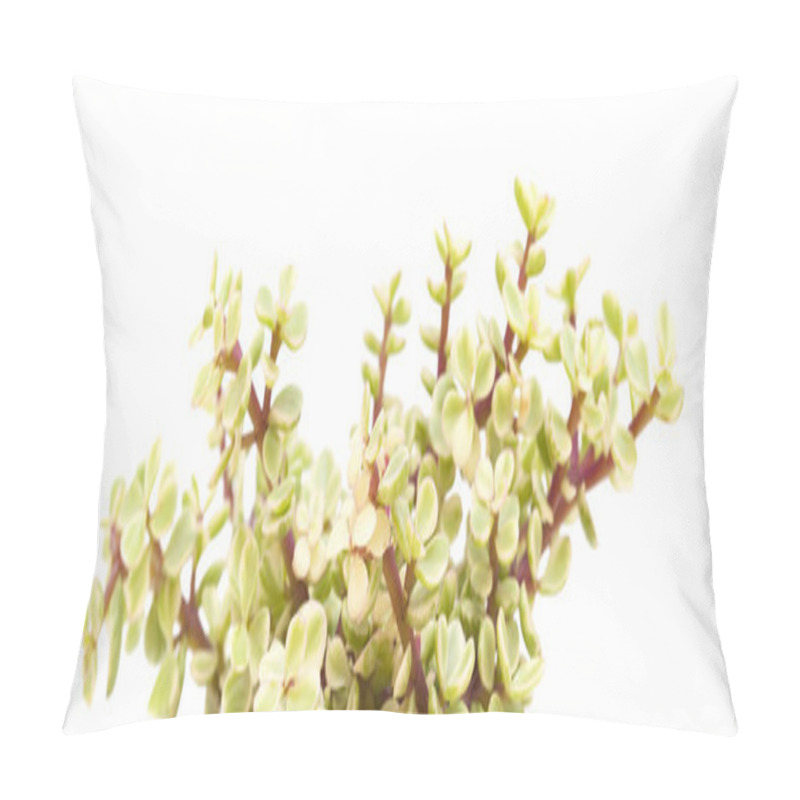 Personality  Portulacaria Afra Isolated Pillow Covers