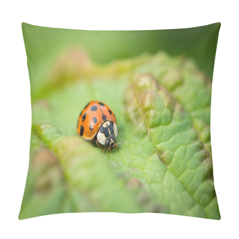 Personality  An Adult Asian Ladybeetle (Harmonia Axyridis, Coccinellidae) Sitting On A Green Leaf Pillow Covers