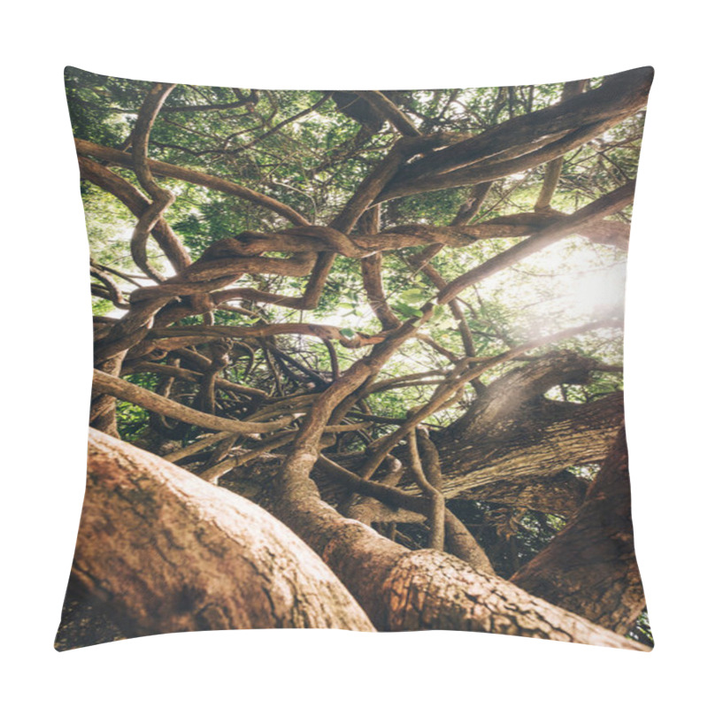 Personality  Curved Tangled Lianas And Tree Branches With A Bright Sunbeams Backlight. Traveling Inside Mauritius Island. Exotic Countries Travel An Beauty In Nature Concept Photo. Pillow Covers