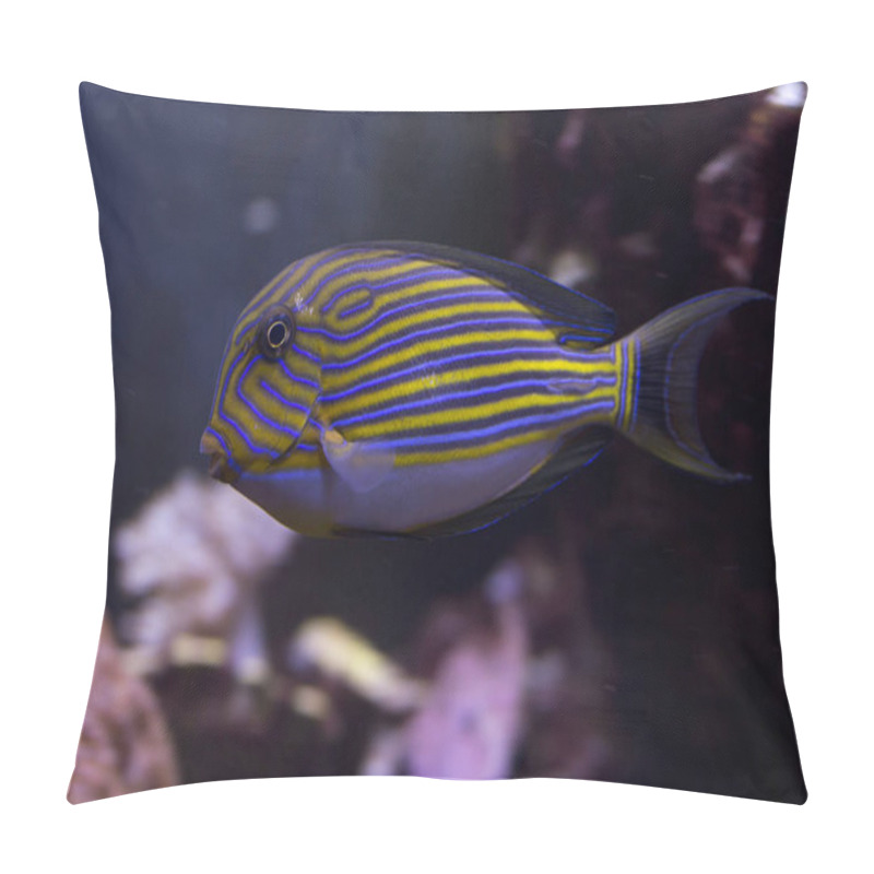 Personality  Lined Surgeonfish, Blue Banded Surgeonfish, Pyjama Tang, Striped Surgeonfish, Zebra Surgeonfish (Acanthurus Lineatus). Pillow Covers