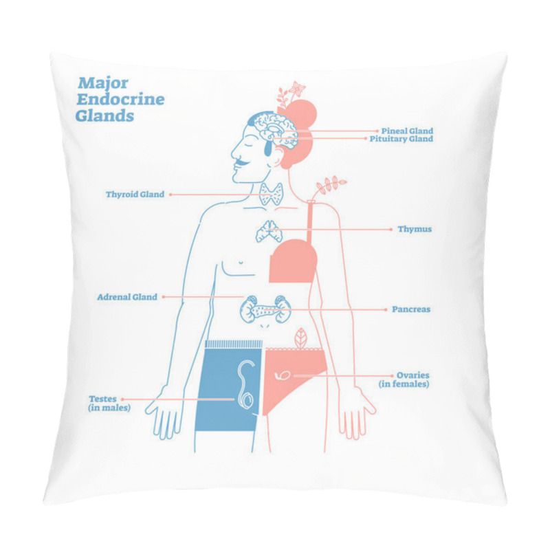 Personality  Major Endocrine Glands, Vector Illustration Diagram. Human Body Hormones. Pillow Covers