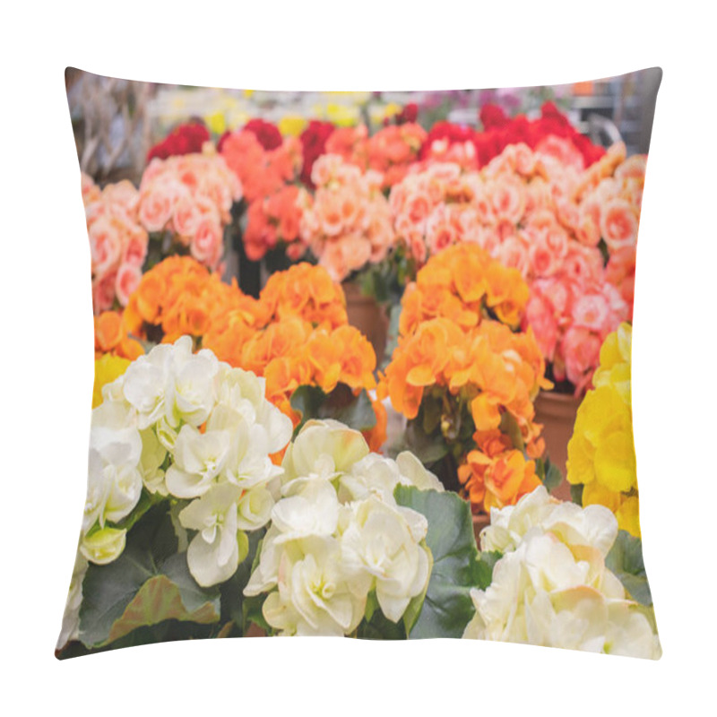 Personality  White Orange Red Begonia Blossom In A Flower Pot, Background Wallpaper Backdrop Design. Many Flowering Potted Begonia Bushes In A Flower Shop, Potted Plants During Spring Bloom Pillow Covers