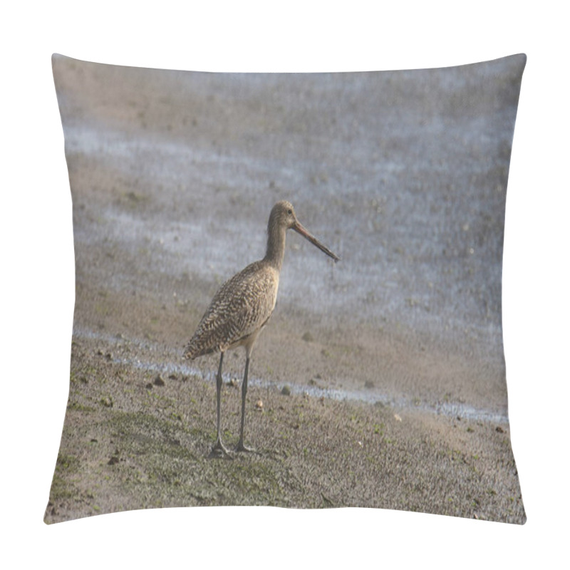 Personality  Marbled Godwit (winter) (limosa Fedoa) Pillow Covers