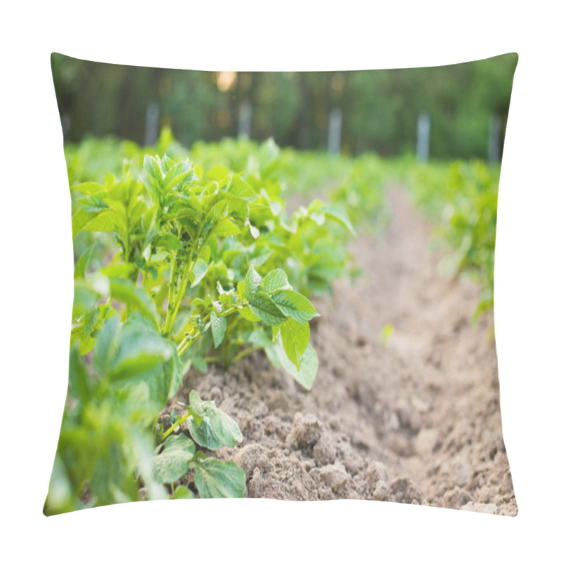 Personality  Green Plants Of Potatoes Growing On Potato Field. Pillow Covers