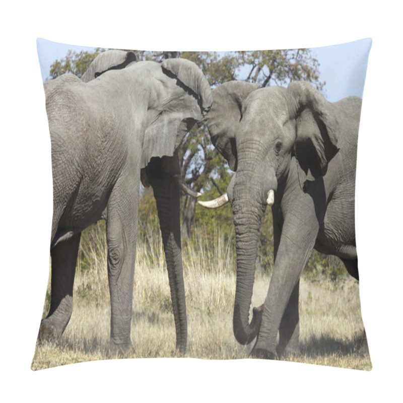 Personality  African Elephant - Botswana Pillow Covers