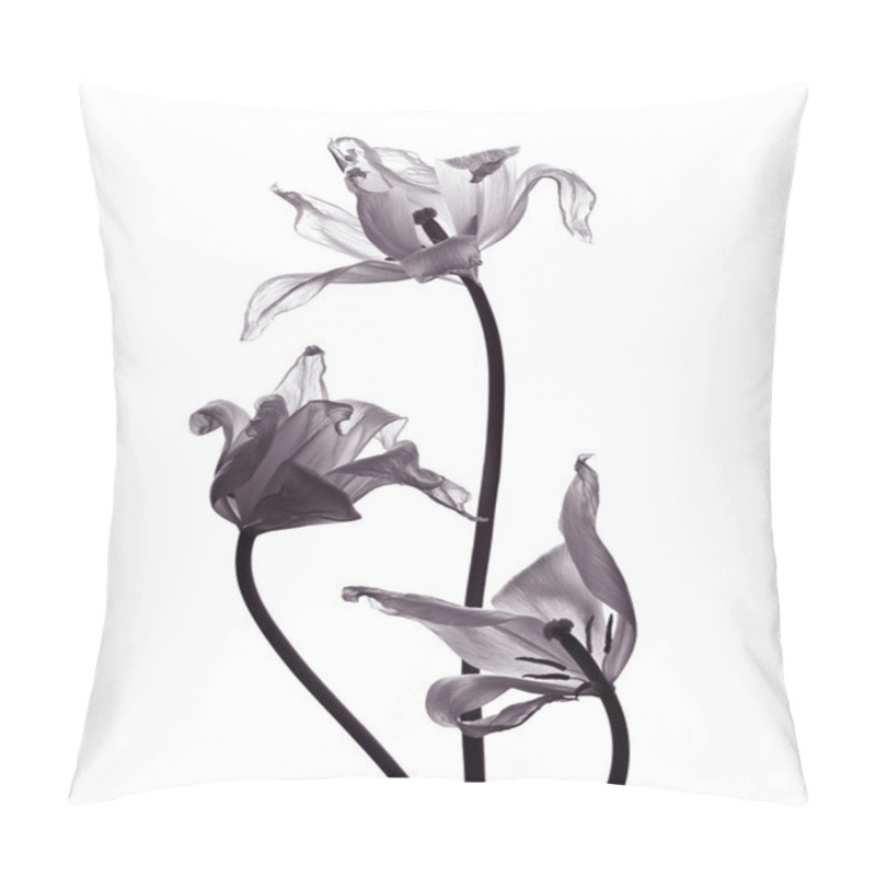 Personality  Three Tranparent Tulips On White Background Pillow Covers