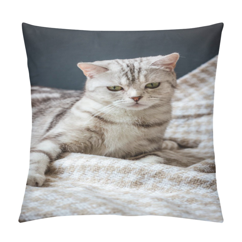 Personality  Brittish Cat Sitting Pillow Covers