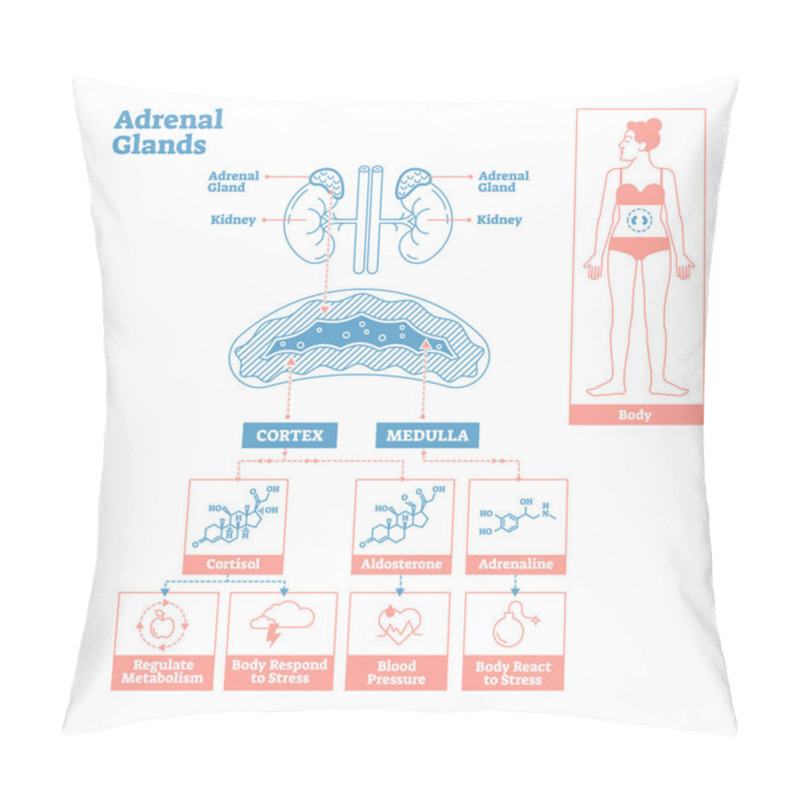 Personality  Adrenal Glands Of Endocrine System. Medical Science Vector Illustration Diagram. Pillow Covers