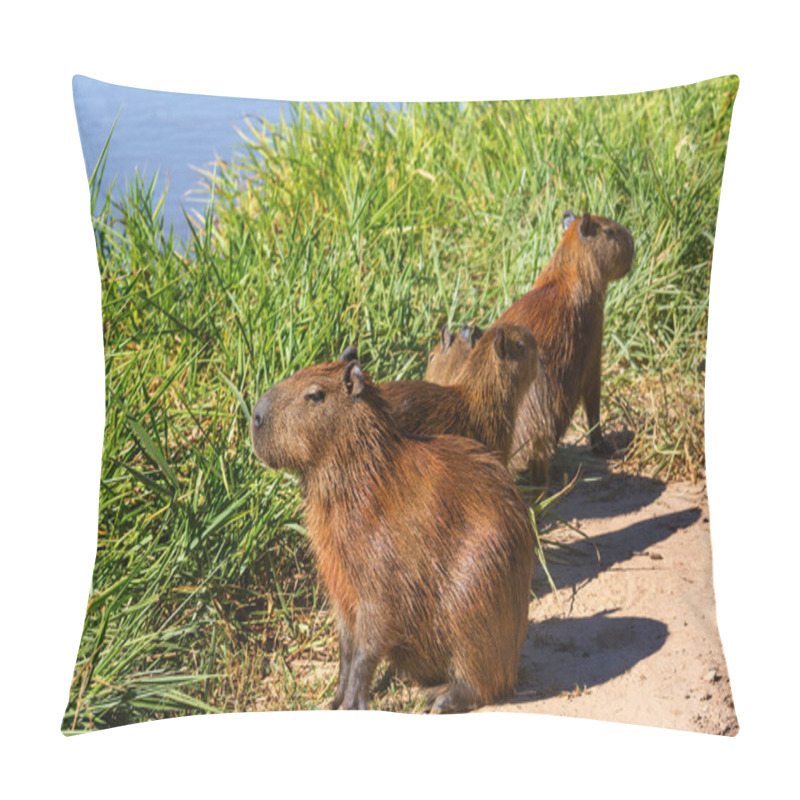 Personality  Capybara In The Pantanal, Brazil, South America Pillow Covers