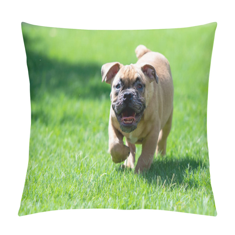 Personality  Blind Bulldog Puppy Running In The Grass Pillow Covers