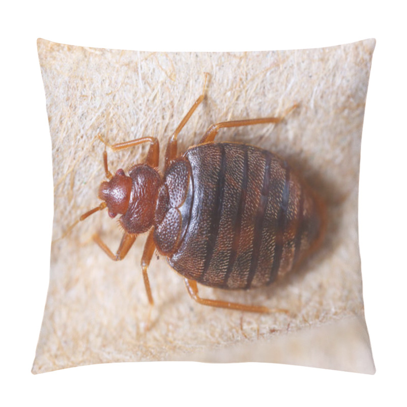 Personality  Cimex Hemipterus Pillow Covers