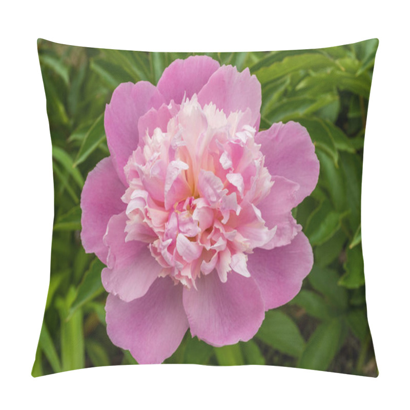 Personality  Delight In The Delicate Beauty Of A Blooming Pink Peony, Its Soft Petals And Vibrant Green Leaves Creating A Stunning Contrast That Captures The Essence Of Nature's Elegance. Pillow Covers