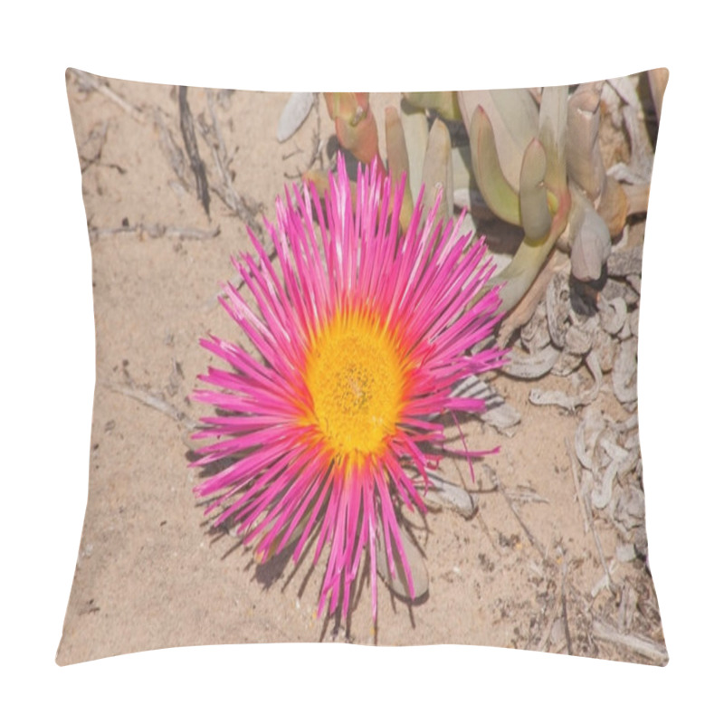 Personality  A Single Large Bright Flower Of The Giant Mat Vygie (Jordaaniella Spongiosa) Forms Part Of The Spring Flower Display Of The Namaqualand Region In South Africa. Pillow Covers