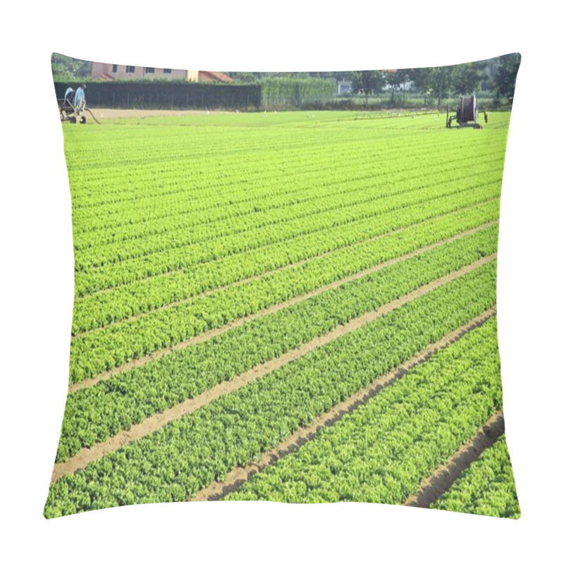 Personality  Cultivation Of Salad  In Northern Italy With Vegetable Long File Pillow Covers