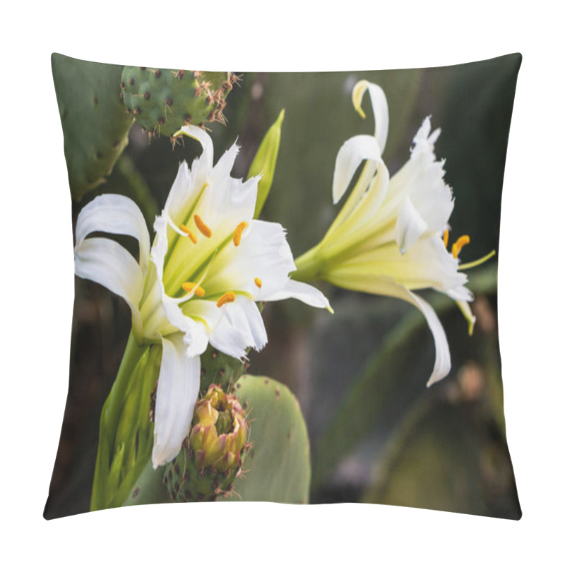 Personality  Wildflower With White Petals And Yellow Anthers Blooming From A Nopal Cactus Or Opuntia Leaf Next To Closed Buds Of The Plant In Its Natural Environment.  Pillow Covers