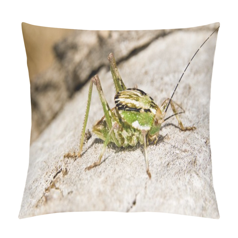 Personality  A Shield-Backed Katydid (Neduba Ovata) Crawling Across A Joshua Tree Pillow Covers