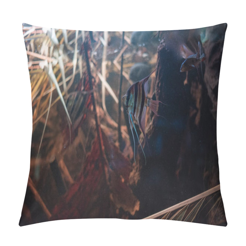 Personality  The Altum Angelfish, Known For Its Striking Tall Fins And Vibrant Colors, Gracefully Glides Through The Waters Of Wroclaw Zoo, Captivating Visitors With Its Elegant Presence. Pillow Covers