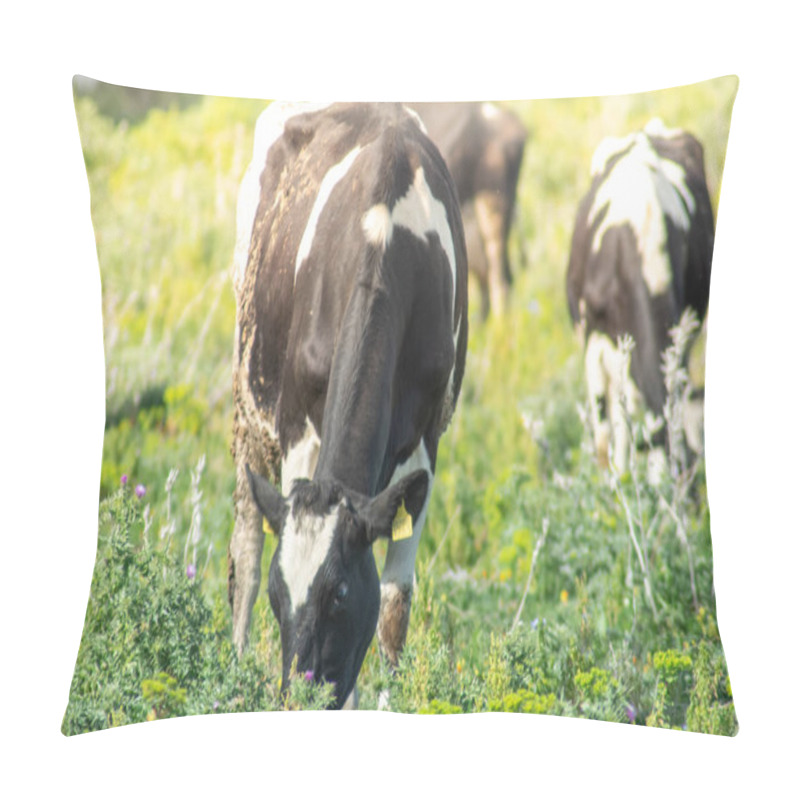 Personality  View Of Some Cows While Grazing. The Shot Is Taken During A Beautiful Sunny Day In Sicily, Italy Pillow Covers