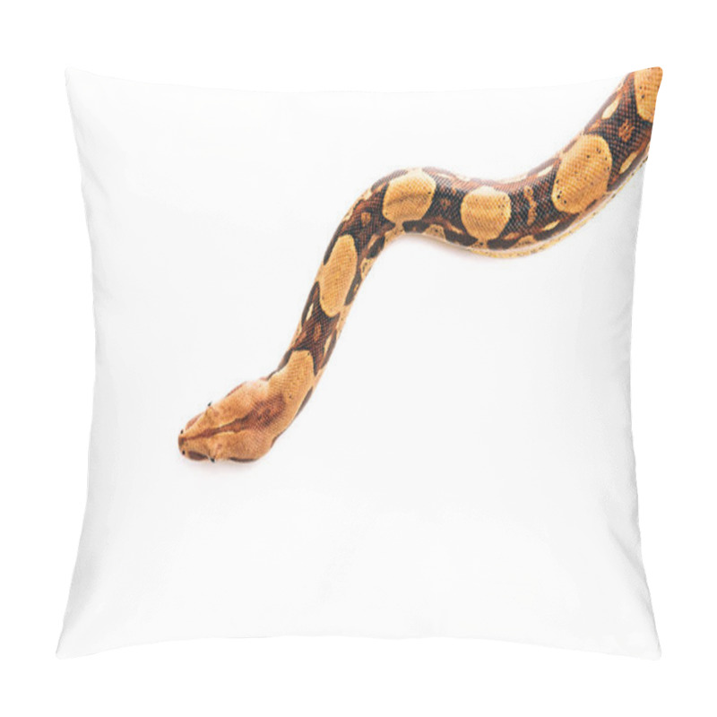 Personality  Top View Of Python Isolated On White With Copy Space Pillow Covers