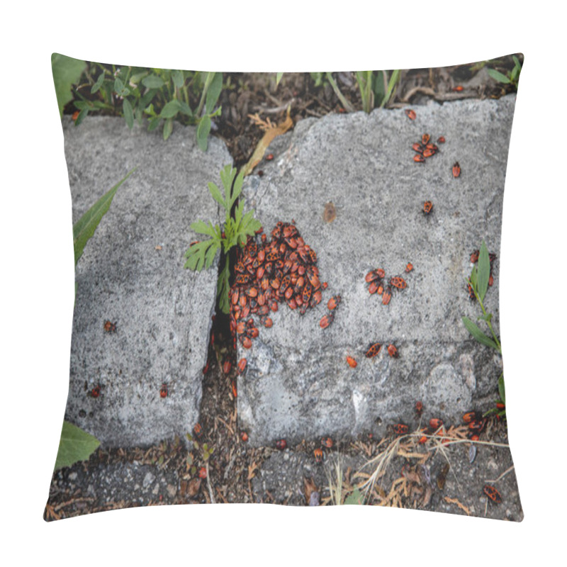 Personality  The Group Of Firebugs Close Up. Bright Red Insects Pillow Covers