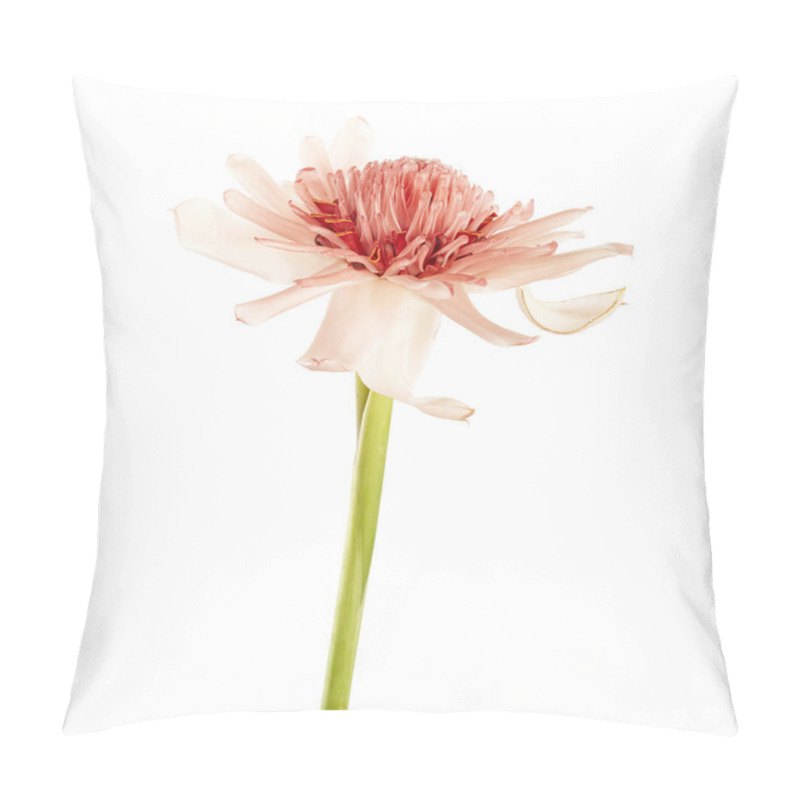 Personality  Etlingera Elatior With Green Stalk, Pink Torch Ginger Flower Isolated On White Background, With Clipping Path Pillow Covers