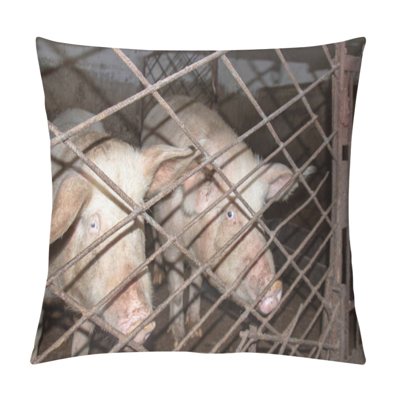 Personality  A Closeup Shot Of Pigs In Cage On Background Pillow Covers