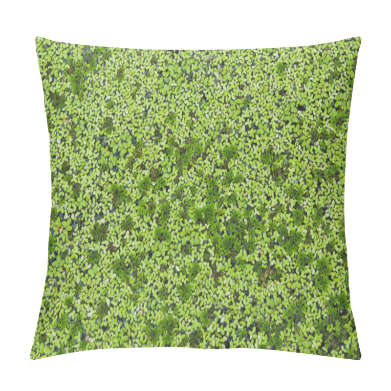 Personality  Lemna Perpusilla Torrey, Kind Of Water Plant Pillow Covers