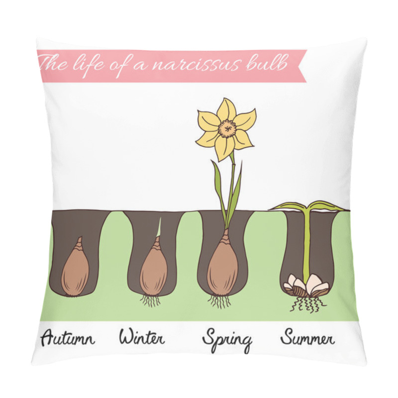 Personality  How To Plant The Daffodils. Time Line Of Narcissus Life. Pillow Covers