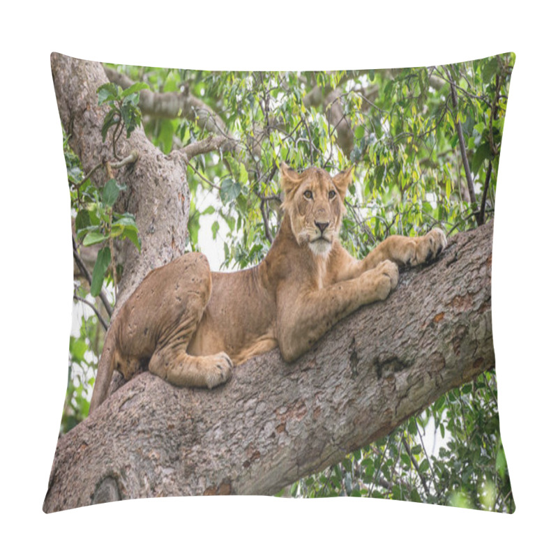 Personality  Lioness Lying On Tree Pillow Covers