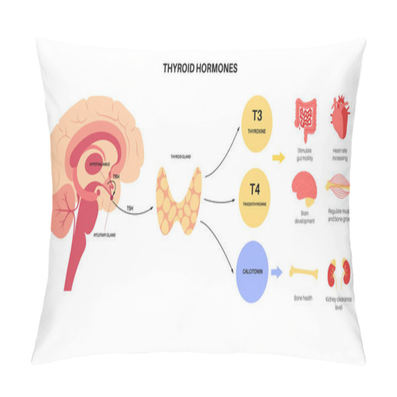 Personality  Thyroid Hormones Diagram Pillow Covers