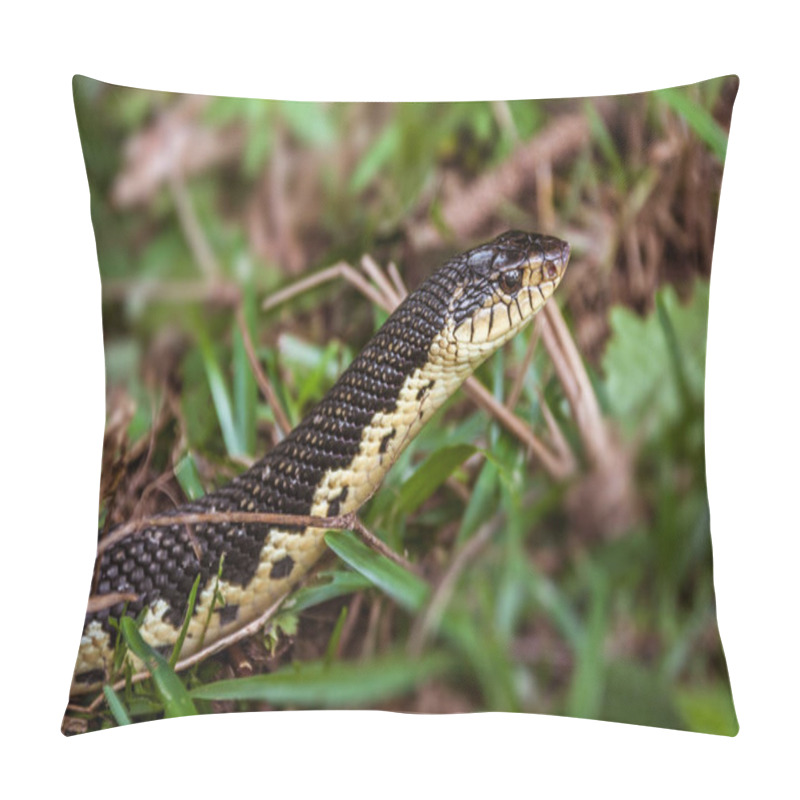 Personality  Malagasy Grass Snake Pillow Covers