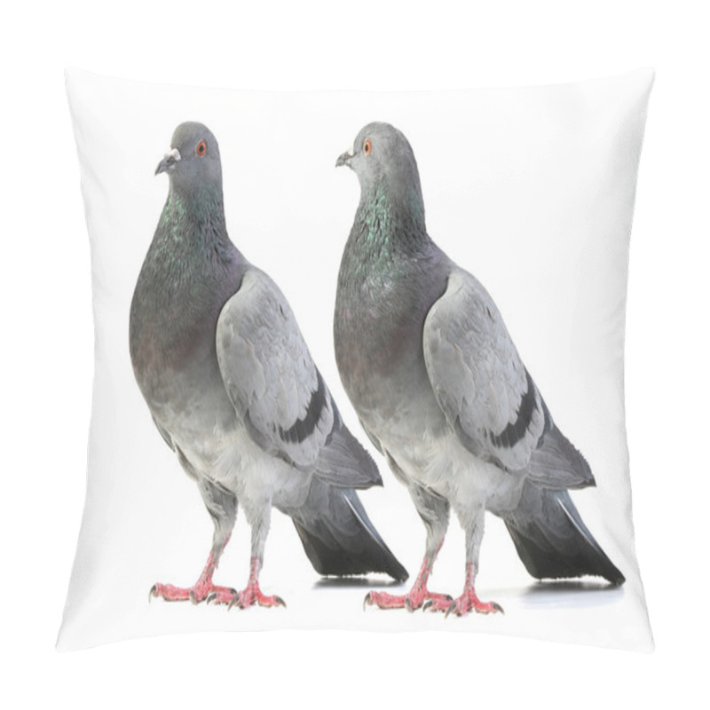 Personality  Pigeons Pillow Covers