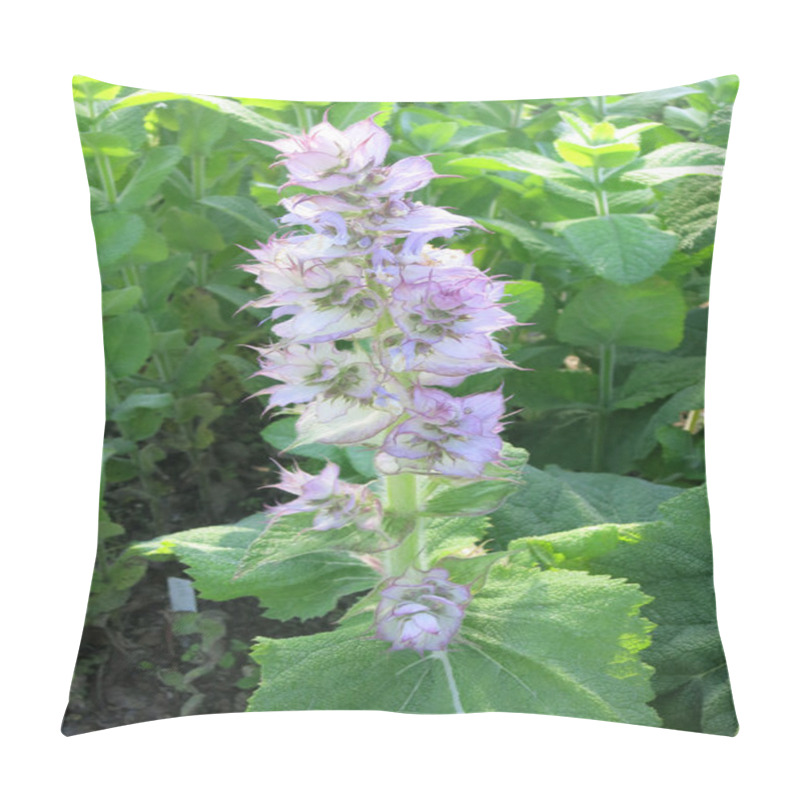 Personality  Clary Sage (Salvia Sclarea) Pillow Covers