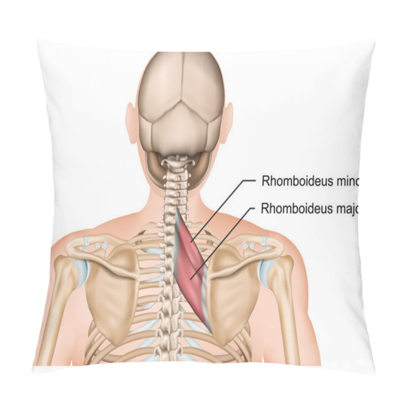 Personality  Rhomboideus Muscle Anatomy 3d Medical Vector Illustration Pillow Covers