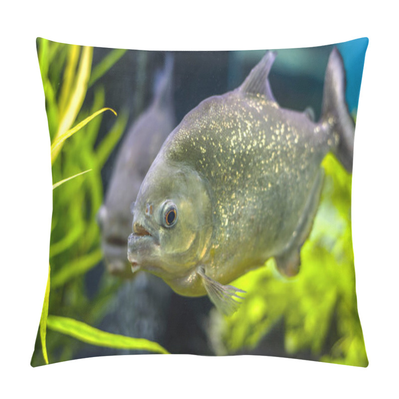 Personality  The Underwater World. Bright Exotic Tropical Coral Fish In The Red Sea Artificial Environment Of The Aquarium With Corals And Algae Aquatic Plants Pillow Covers