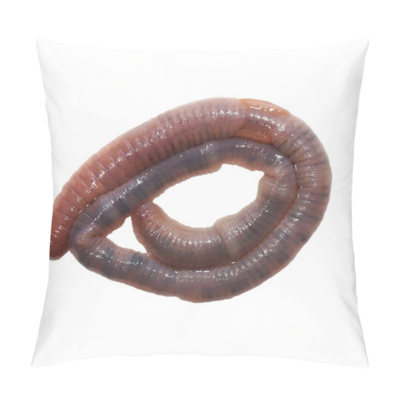 Personality  Earthworm, Earth Worm Isolated On White Background ( Common Asian Earthworm, Amynthas ) Pillow Covers