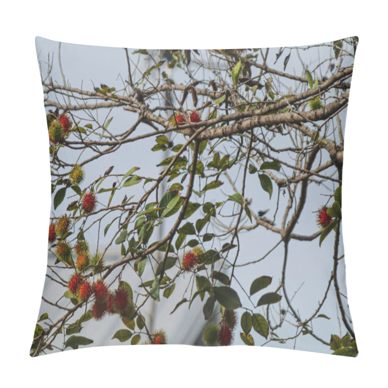 Personality  Rambutan Is Starting To Bear Fruit, Background Of The Sky Pillow Covers